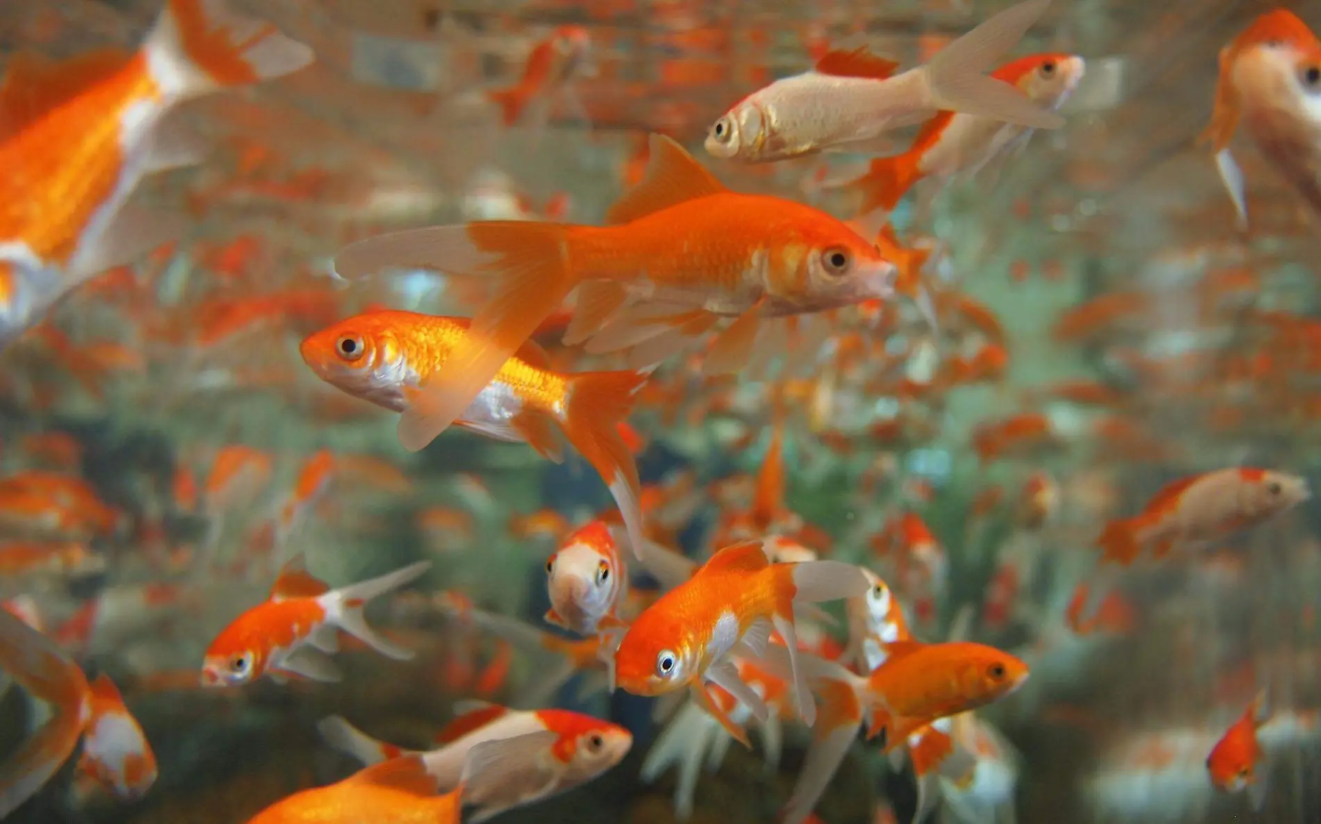 Peces betta macho, piedra y payaso son solo algunas de las especies que encuentras en la tienda de mascotas de Altamira 